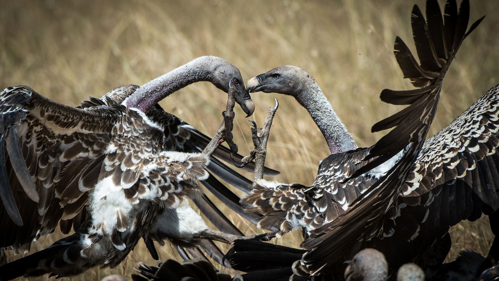Vulture, Masai Mara, Kenya, bird, National Geographic Traveler Photo Contest (horizontal)
