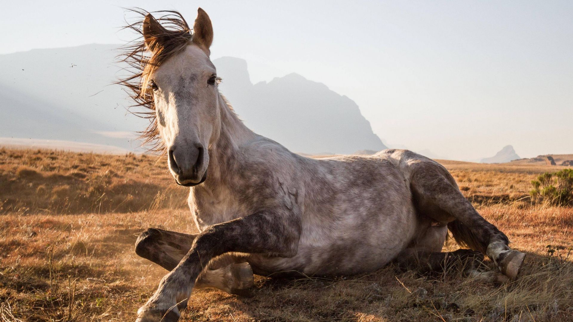 Horse, Sehlabathebe National Park, Lesotho, National Geographic Traveler Photo Contest (horizontal)