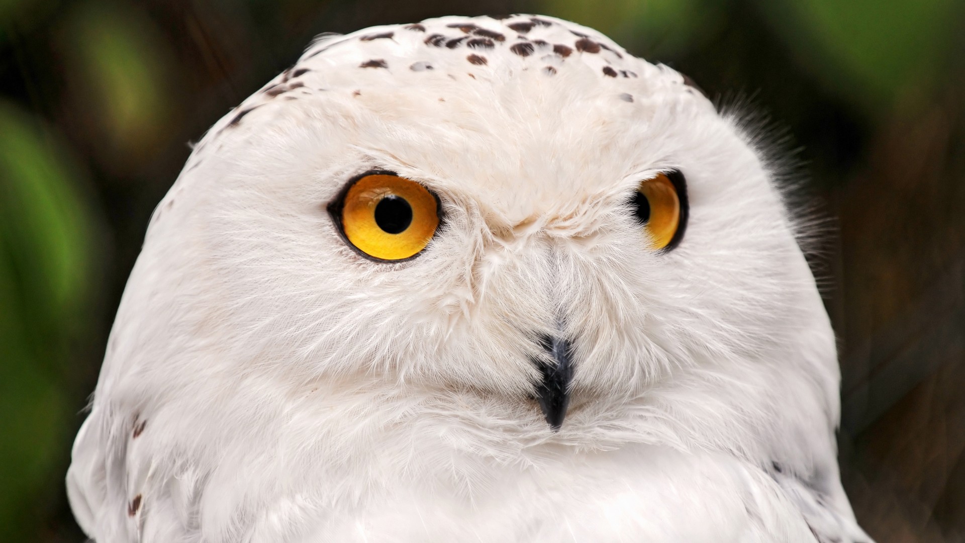 snowy owl, yellow eyes, portrait, wild nature (horizontal)
