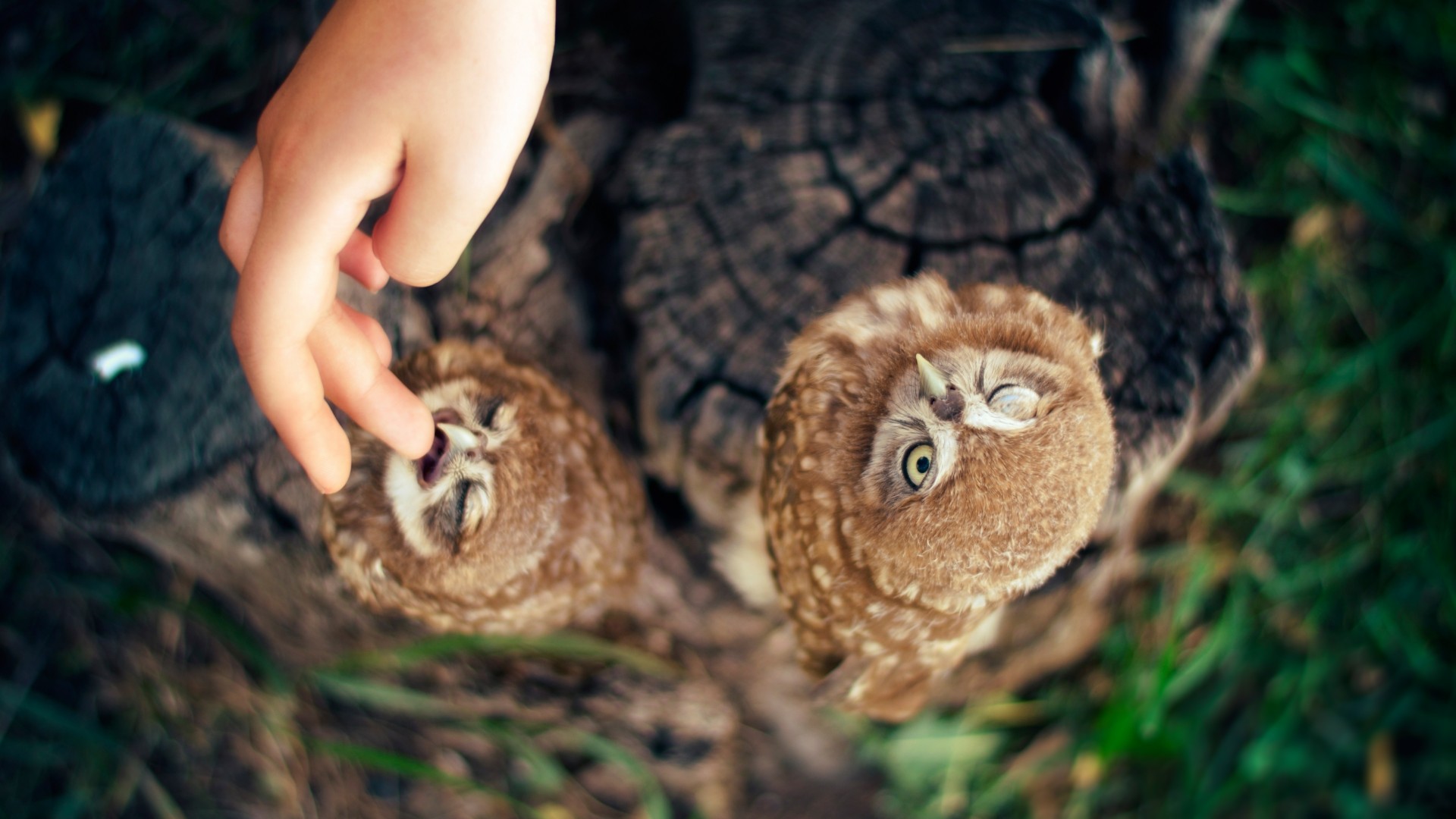 Owl, Ann and Hayk Owls, Armenia, cute, hand (horizontal)