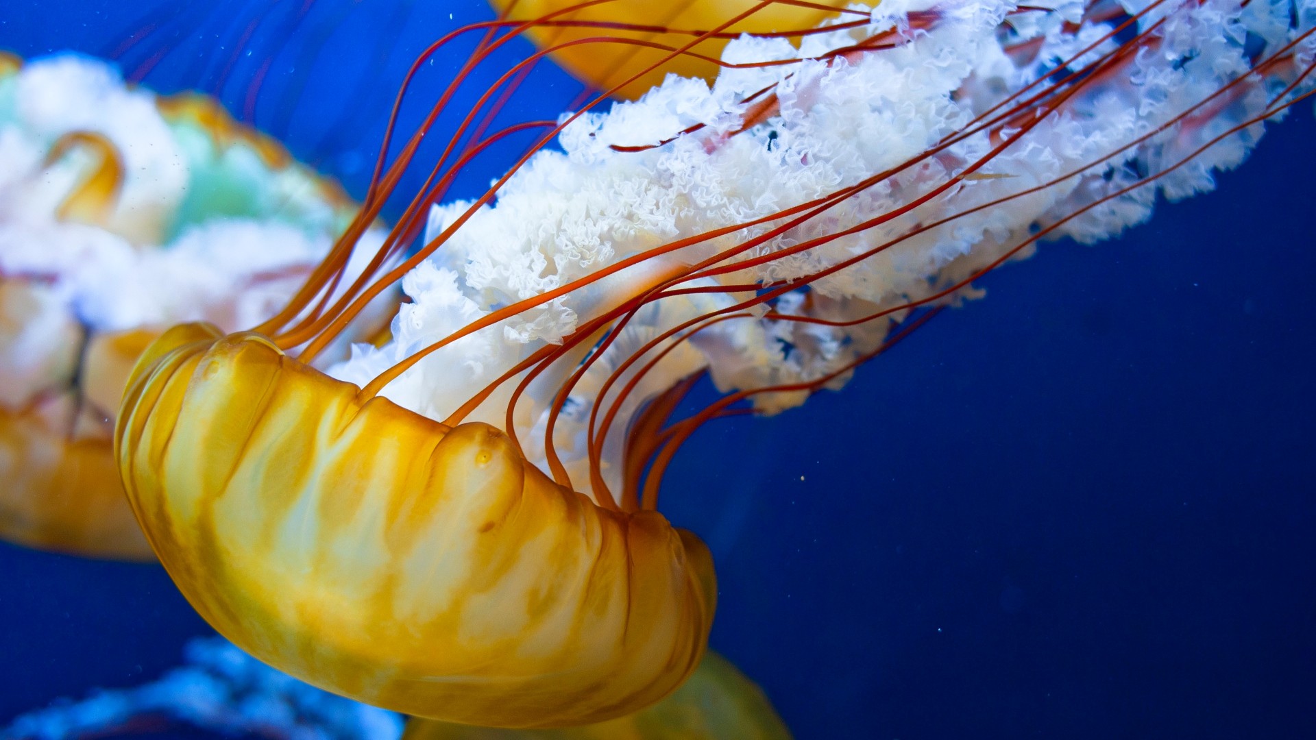 Japanese Sea-Nettle, 4k, 5k wallpaper, Pacific Ocean, Jellyfish, sea, atlantic, water, yellow (horizontal)