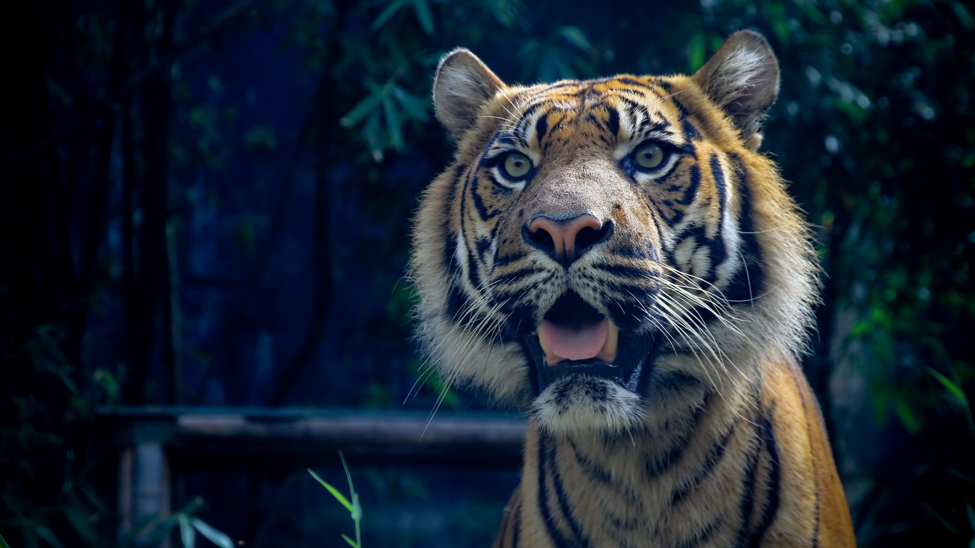 Tiger, 4k, HD wallpaper, Sumatran, amazing eyes, fur, look (horizontal)