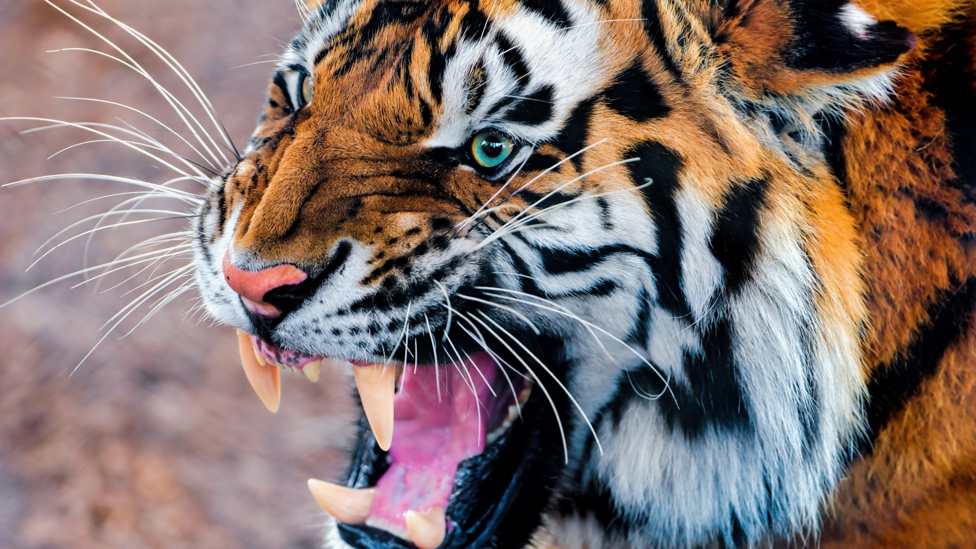 Tiger, snarling, eyes, fur (horizontal)