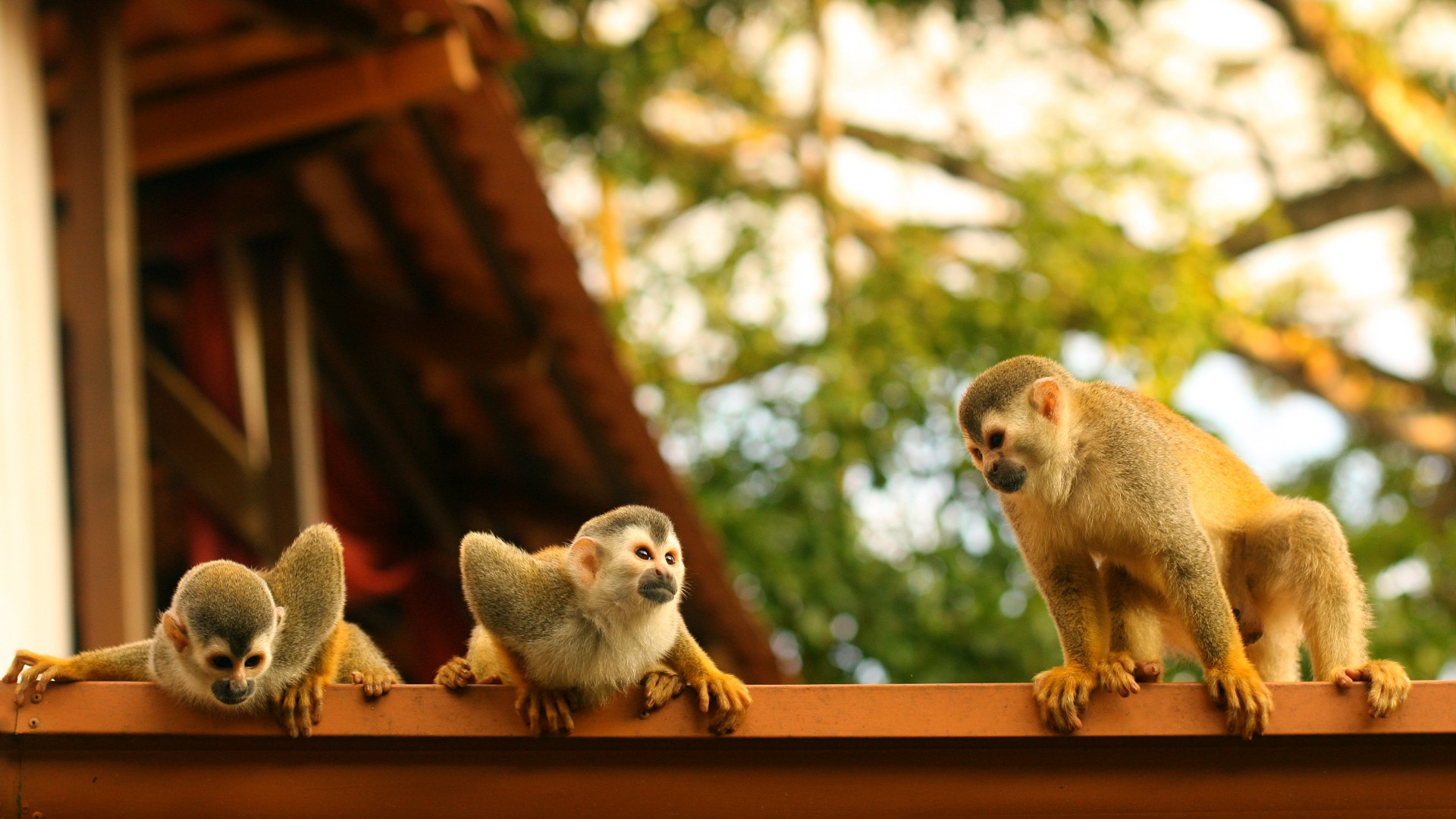 Monkeys, Atelidae, Costa Rica (horizontal)