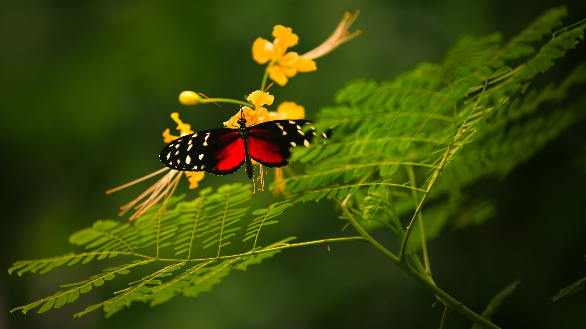 Beautiful Butterfly, red wings, green background, wild nature, yellow flowers, insects (horizontal)
