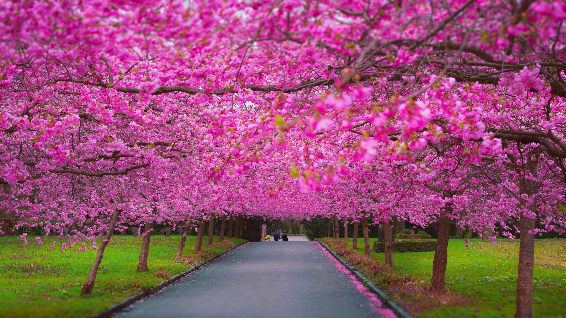 trees, 4k, 5k wallpaper, sakura, spring (horizontal)