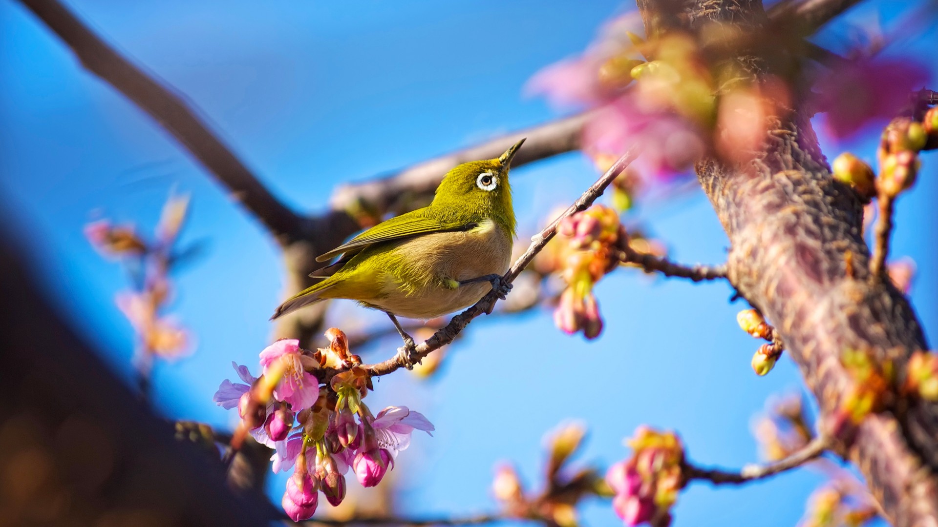 Japanese bird, White Eye, nature, flowers, spring, blue sky, sakura (horizontal)