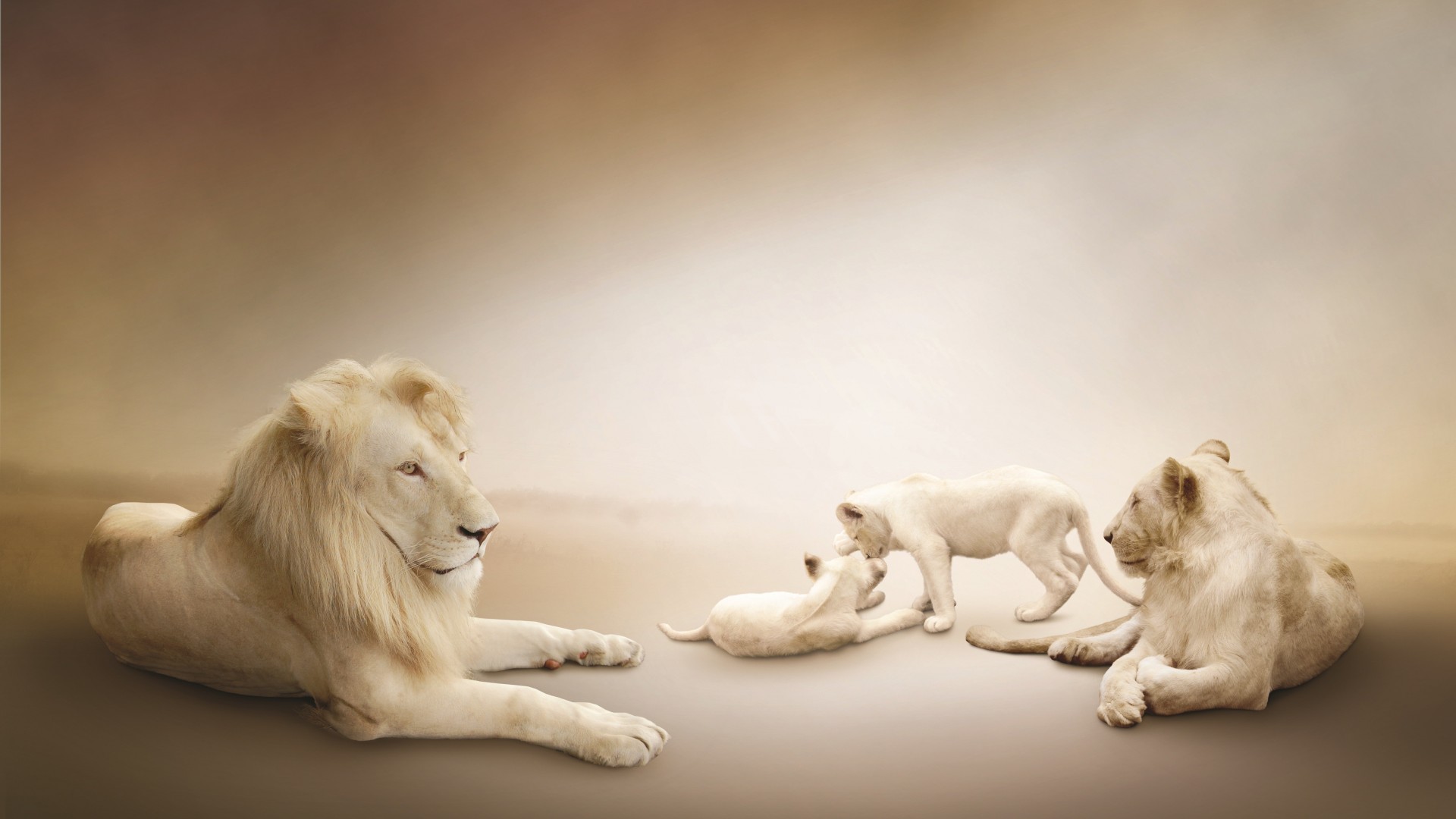 White lion, Lion Family, white background (horizontal)
