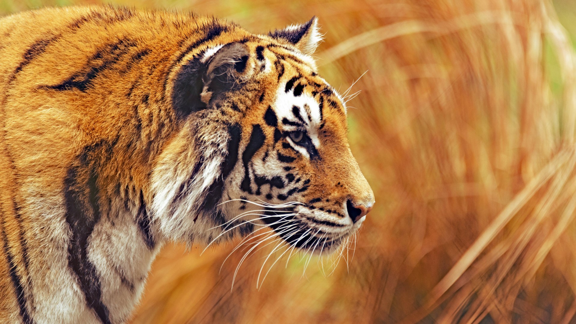 Bengal Tiger, 5k, 4k wallpaper, Grass, yellow, hunting (horizontal)