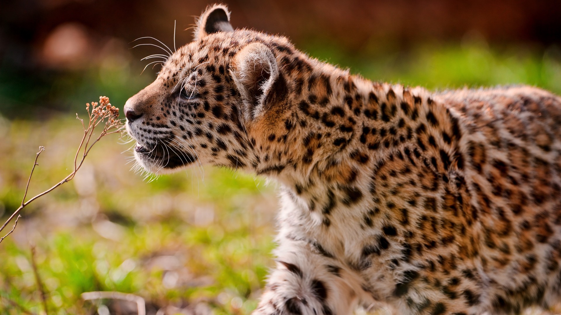 Leopard, cub, eyes, grass, walk (horizontal)