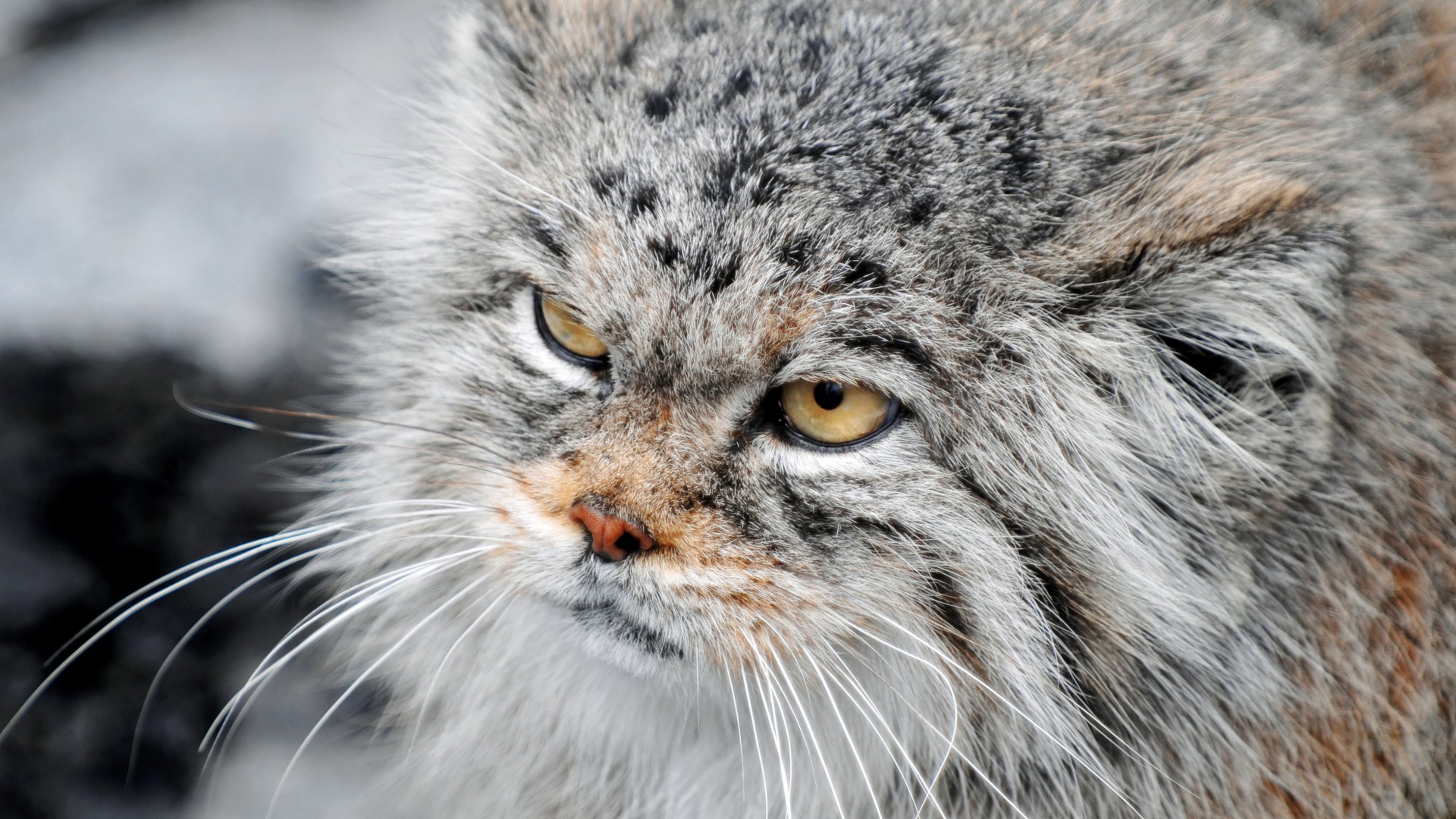 Manul, Grumpy cat, severe, fluffy, view (horizontal)
