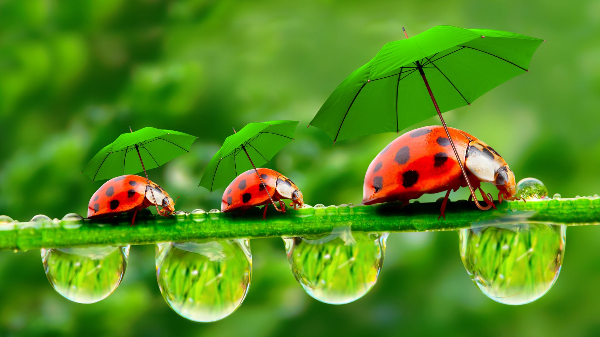 ladybug, red, green, grass, Umbrella (horizontal)