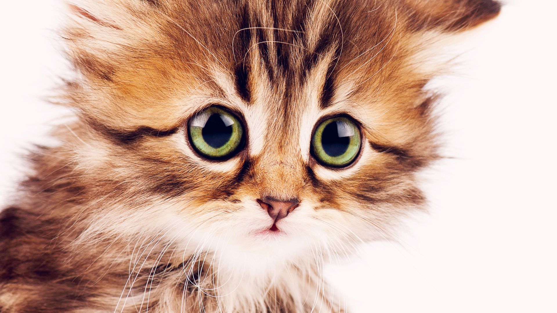 Wallpaper Kitten, Cute, 4K, Animals #16151