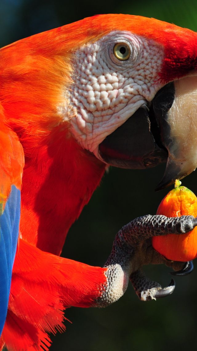 Macaw parrot, tropical bird (vertical)