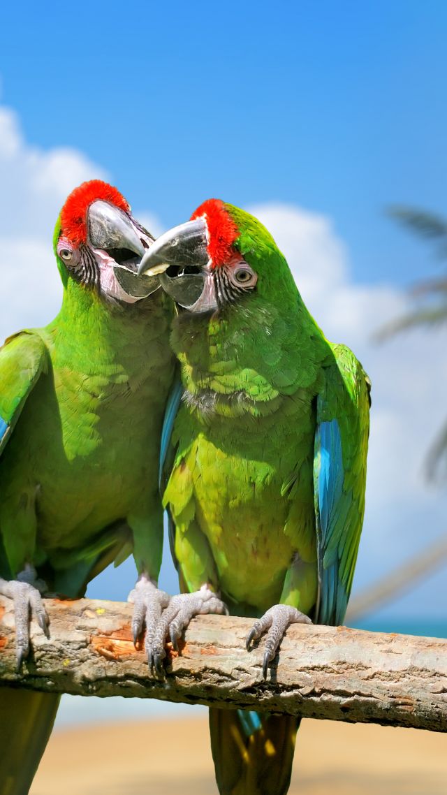 parrot, plumage, branch, exotic birds, green (vertical)