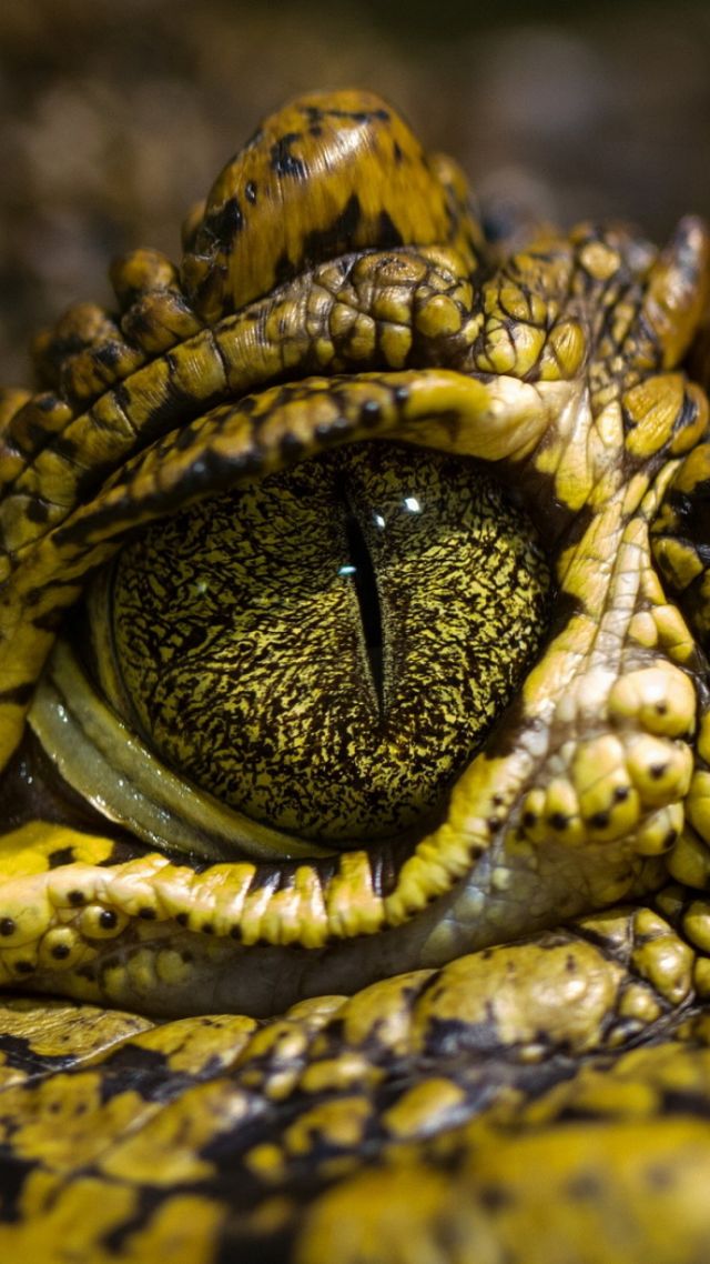 Wallpaper eye crocodile, wild eyes, reptilies, Animals #10124