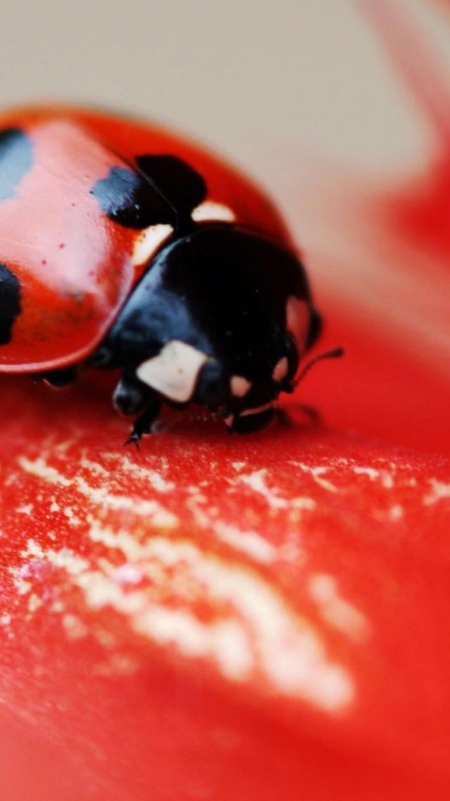 ladybird, red, beetle, flower (vertical)