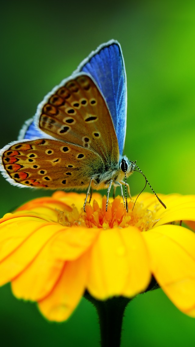 Butterfly, insects, flowers, Glass, nature, garden (vertical)