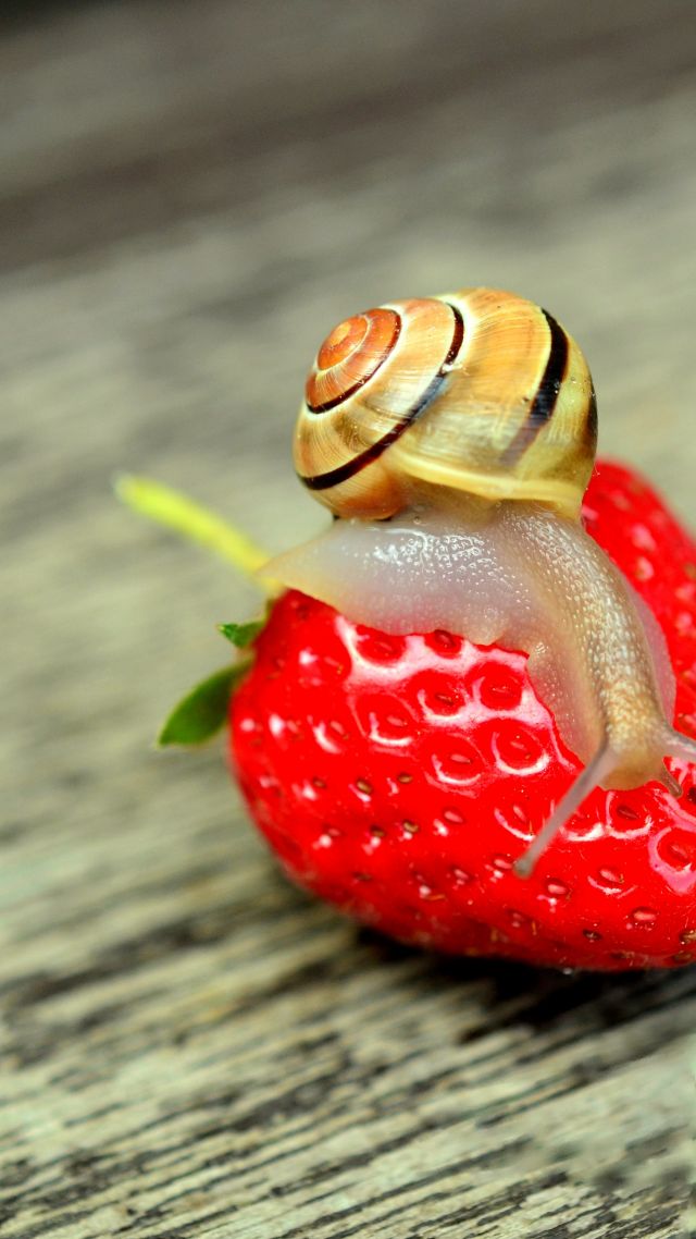 snail, nature, strawberry (vertical)