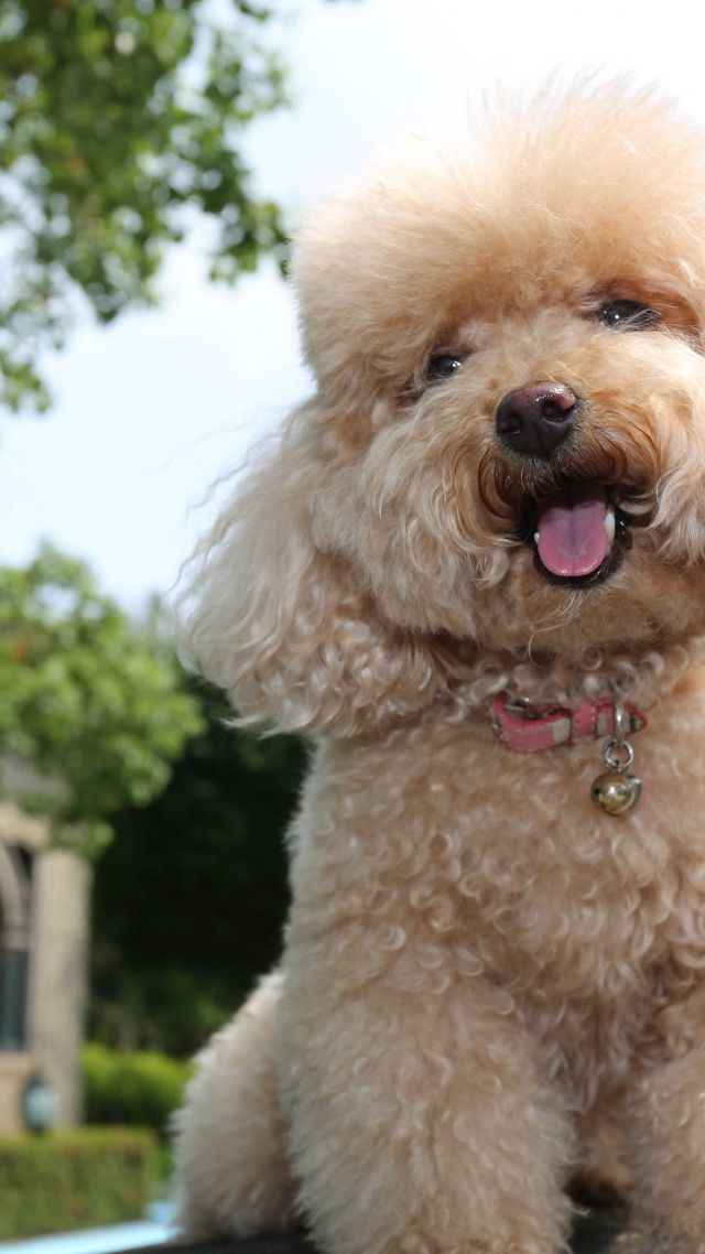 Toy Poodle, dog, puppy, funny pets, funny animals (vertical)