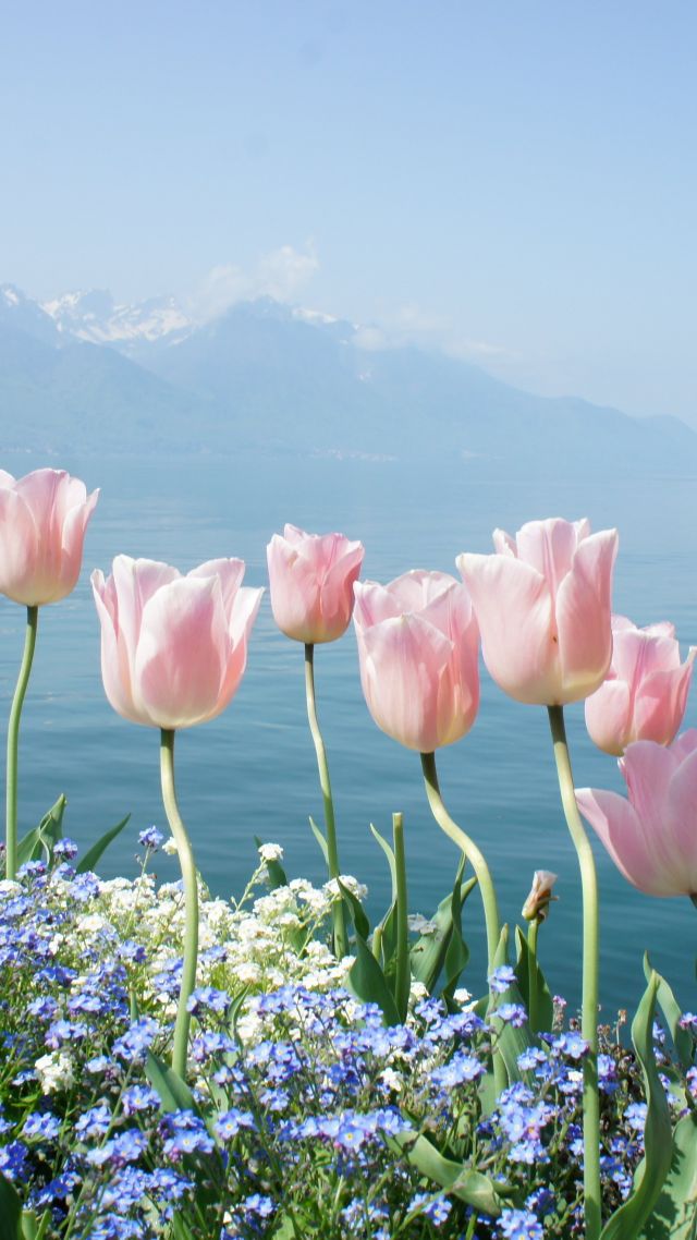 tulip, 4k, HD wallpaper, spring flowers, mountains (vertical)