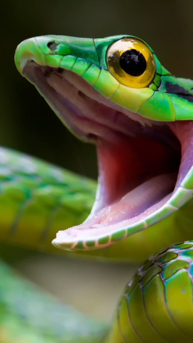 Satiny Parrot Snake, Snake, green, danger, eyes (vertical)