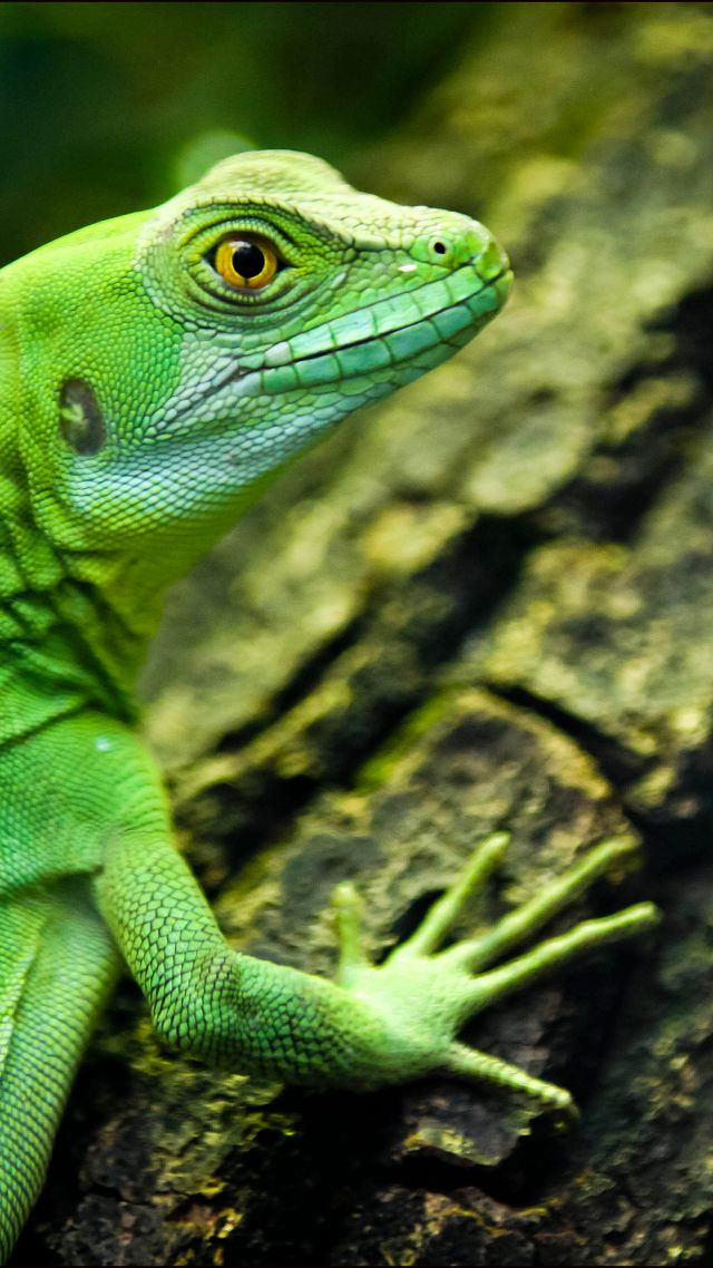 lizard, close-up, green, eyes, reptilies (vertical)
