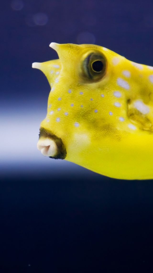 cowfish, yellow, fish (vertical)