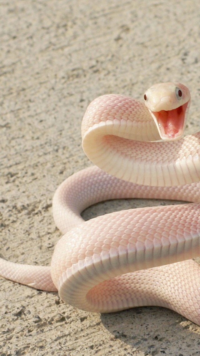 Snake, Pink Snake, asphalt, eyes, attack (vertical)