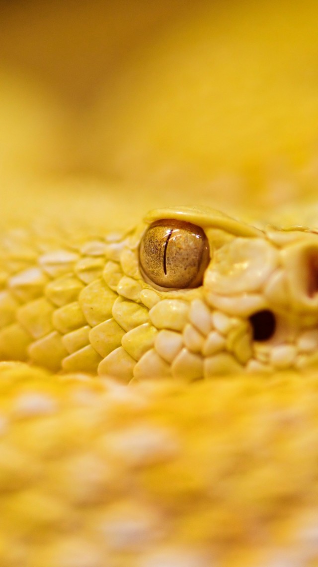 Snake, 4k, HD wallpaper, albino, rattlesnake, yellow, Eyes, reptiles (vertical)