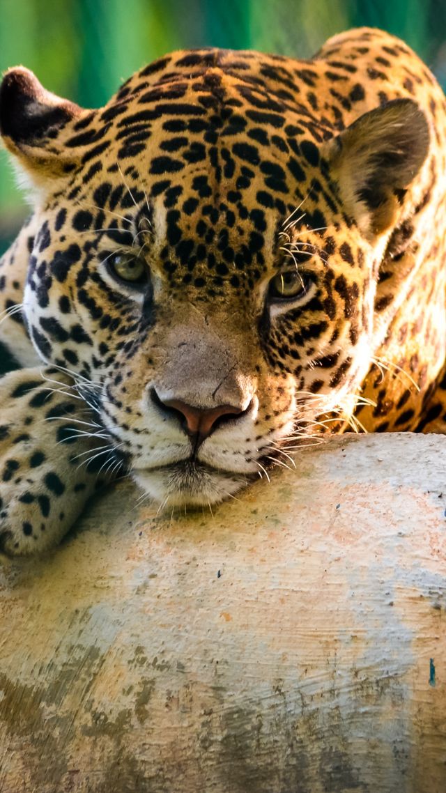 jaguar, wild, cat, sad face (vertical)