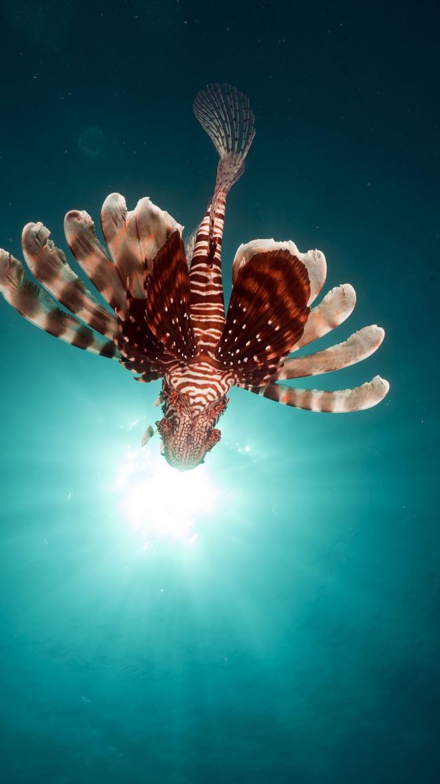 lionfish, fish, red sea, underwater, flying fish (vertical)