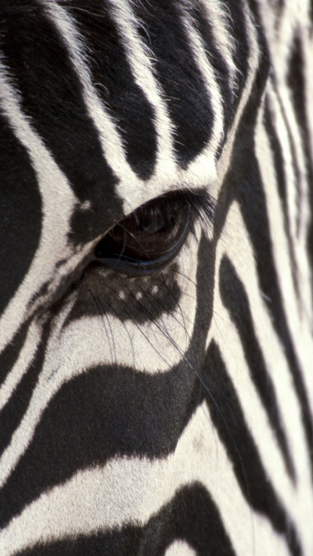 Zebra, Black & White, eye, strips (vertical)