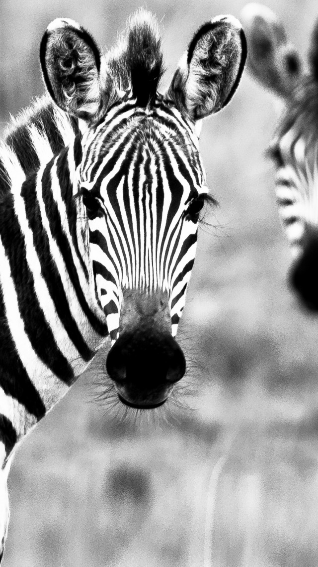 Zebra, Black & White, couple, cute animals (vertical)