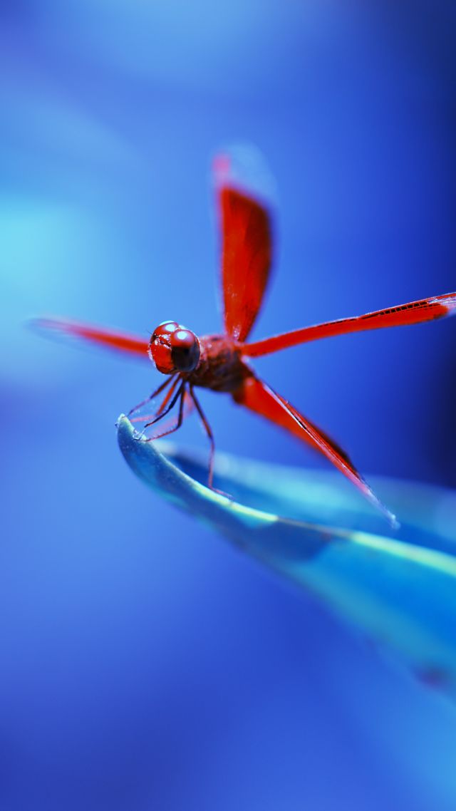 dragonfly, insects, blue (vertical)