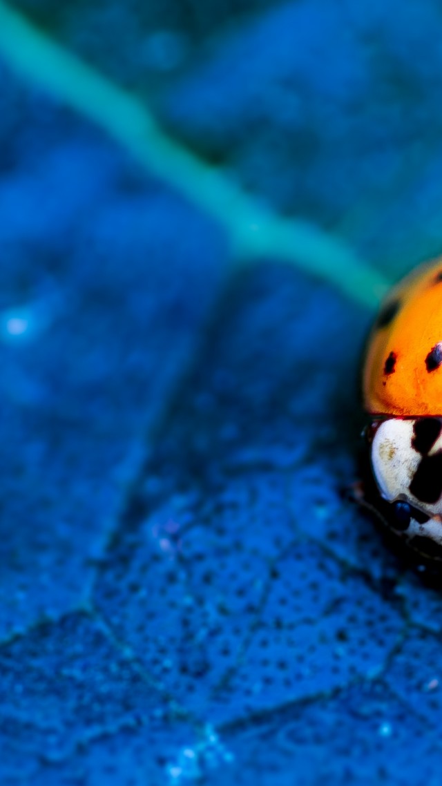 ladybird, beetle, flower, blue (vertical)
