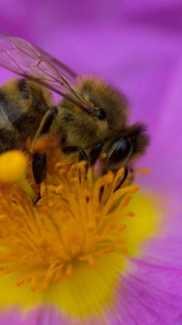 bee, purple, flower, yellow, insects (vertical)