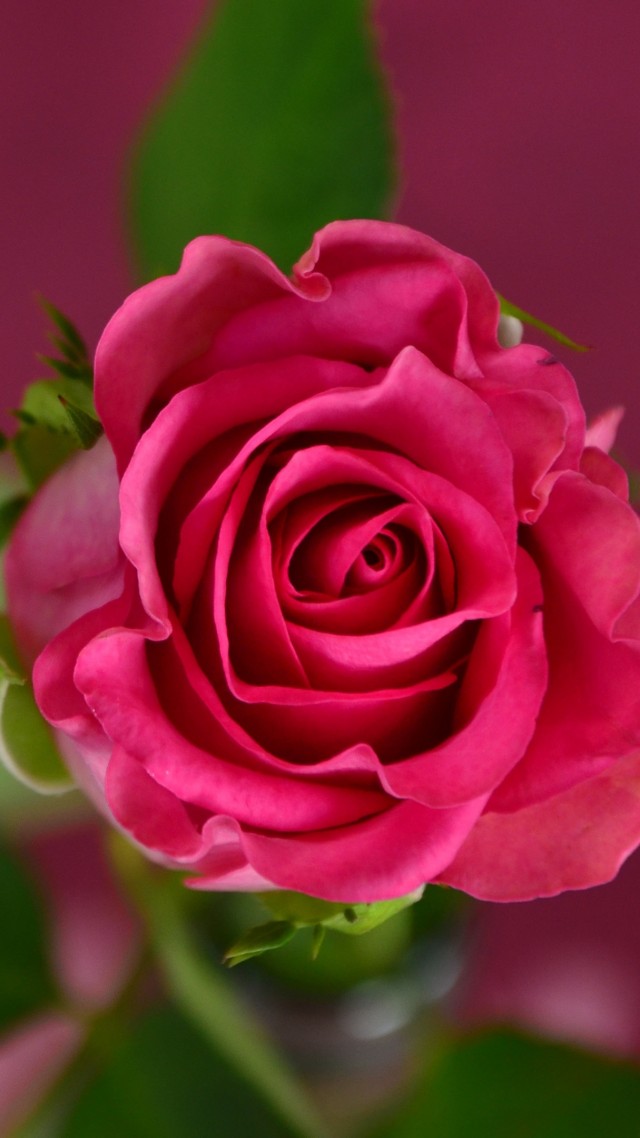 rose, 4k, HD wallpaper, pink, spring, flower (vertical)