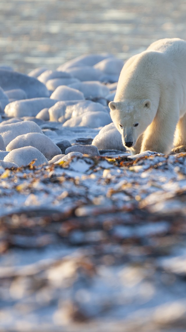 Bear, Polar Bear, Canada, shore, coast, white bear, sea, water, ocean, walk, sunny day (vertical)
