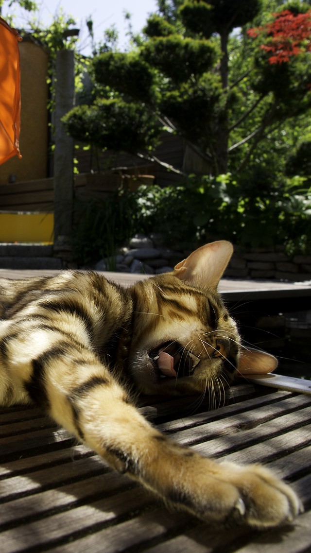 Cat, kitty, kitten, yawns, striped, umbrella, green, relax (vertical)