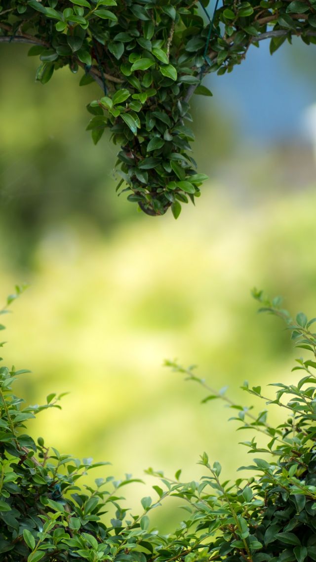 heart, 4k, HD wallpaper, green, leaves, bush (vertical)