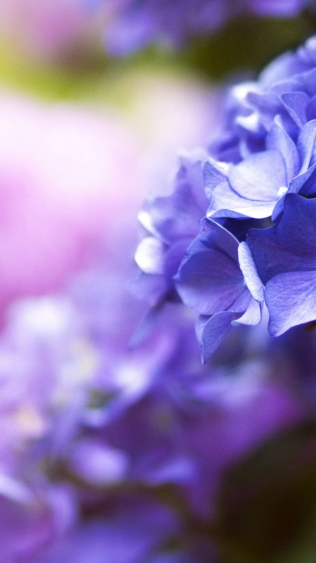 Beautiful flowers, 5k, 4k wallpaper, blue, spring, macro (vertical)