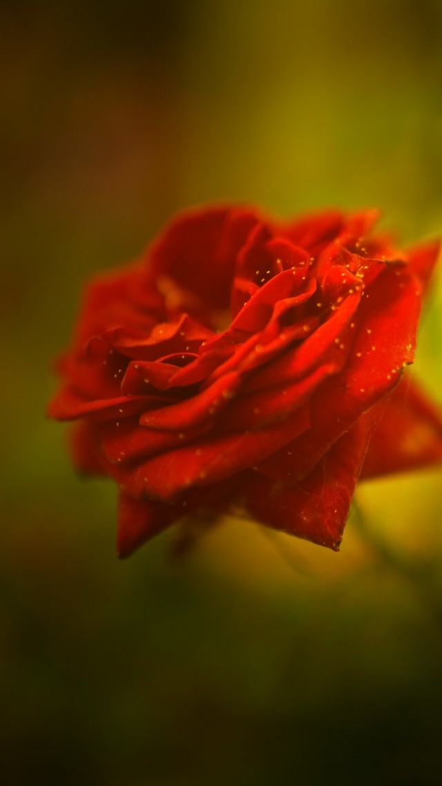 rose, 5k, 4k wallpaper, red, spring, flower (vertical)