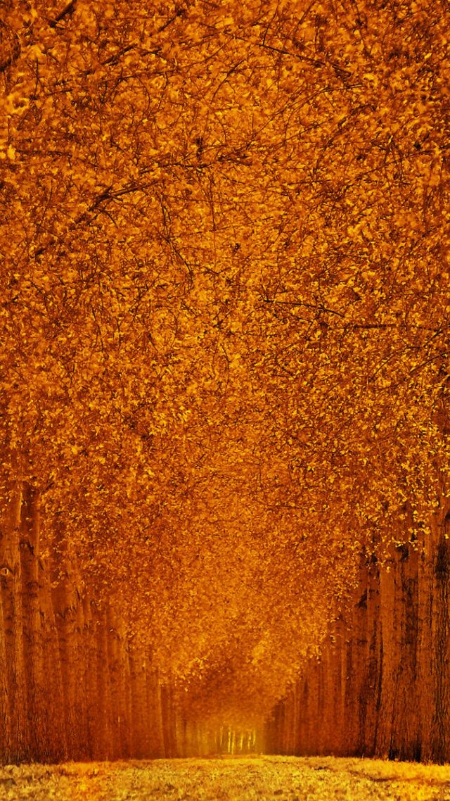 autumn park, 5k, 4k wallpaper, trees, leaves (vertical)