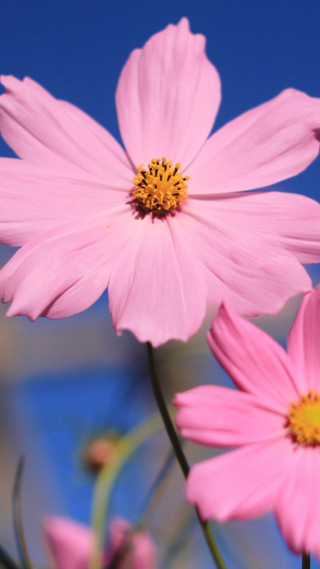 pink, 4k, HD wallpaper, flower, summer (vertical)