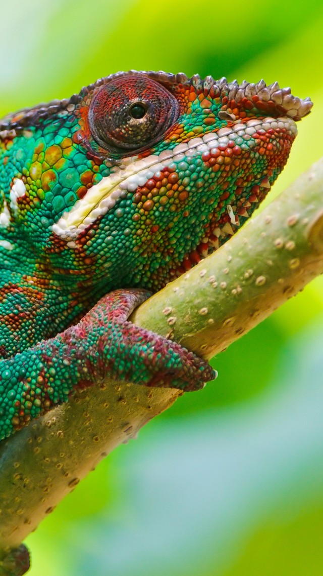 Chameleon, look, Colorful (vertical)