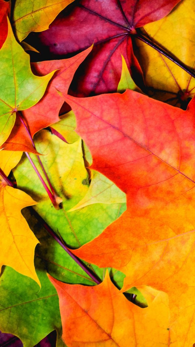 Leaves, 5k, 4k wallpaper, 8k, colorful, autumn (vertical)