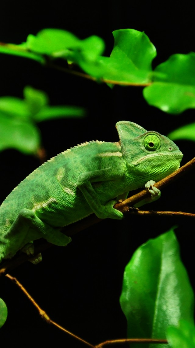 Chameleon, Madagaskar, rain-forest, green, leaves, eyes, black background (vertical)