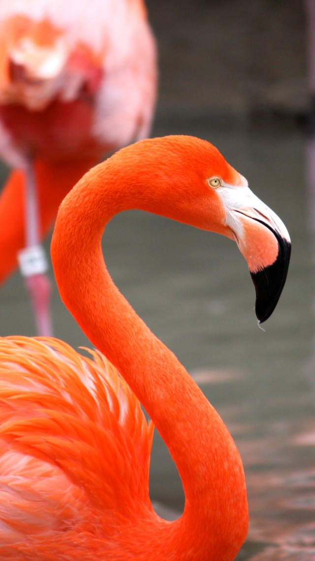 Flamingo, Sun Diego, zoo, bird, red, plumage, tourism, pond (vertical)