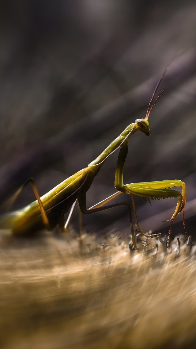 Mantis, insects, macro, motion, green, art, grass (vertical)